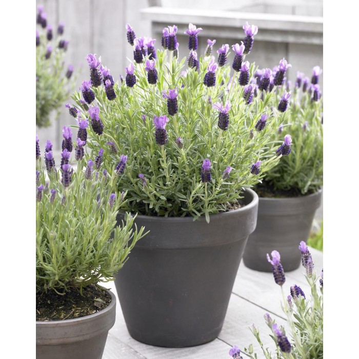 法国薰衣草-薰衣草stoechas Anouk -午夜紫色薰衣草-包的五种植物