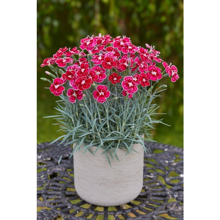 Hardy Dianthus Flutterburst - Delightfully Scented Devon Pink