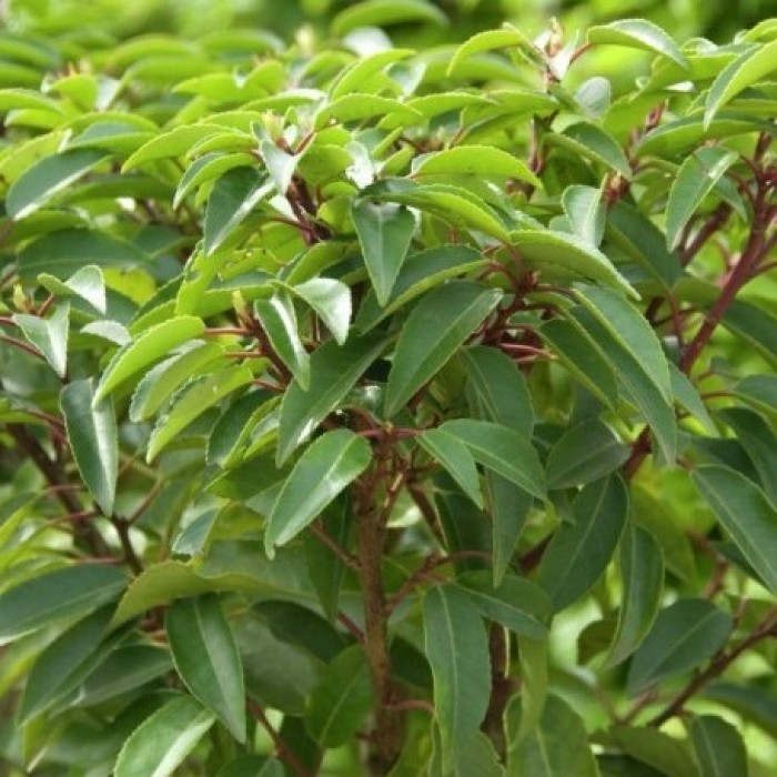 卢西塔尼卡-常绿葡萄牙月桂-十种植物的包