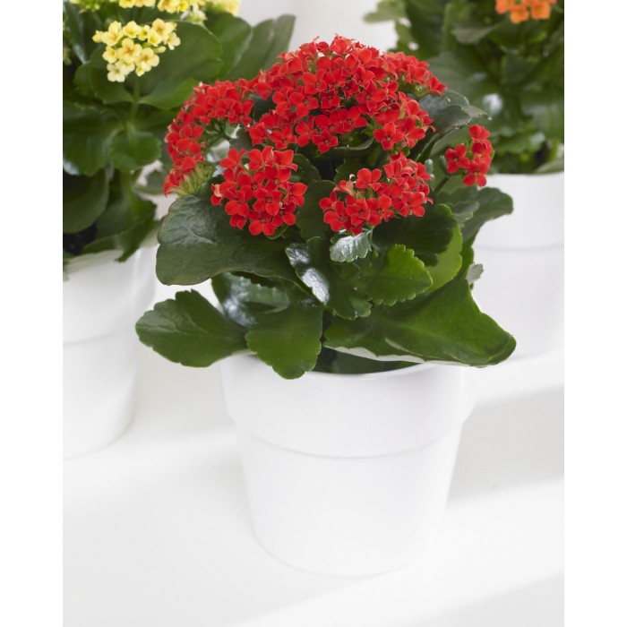 冬季特卖-红色卡兰荷燃烧水果植物在芽&在白色花盆开花