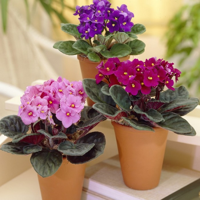 BLACK FRIDAY DEAL - Saintpaulia - African Violet Plants in assorted Colours