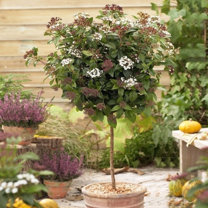 Viburnum tinus Spirit -标准树，高约100-120厘米