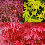 惊人的槭树-秋天的颜色收集-日本枫树-三个品种