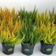 石南植物集合-愈伤藤天际线系列-包五种不同的植物