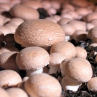 栗子蘑菇种植工具包-生产自己的美味作物在家里
