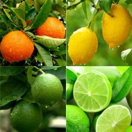 庭院柑橘树收集-橘子，柠檬和酸橙树+免费柑橘饲料