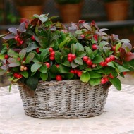 圣诞节交易-高山莲procumbens -鹧鸪浆果地面覆盖灌木-包三种植物
