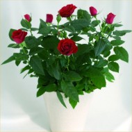 圣诞交易-美丽的室内盆栽玫瑰在各种颜色
