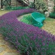 一包24香的英国薰衣草植物- Lavandula Angustifolia