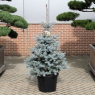 圣诞节交易-大100-120厘米蓝色云杉-豪华新鲜圣诞树(云杉刺鼻glauca) -即时调度