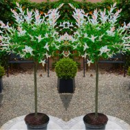 一对标准的灌木树“柳火烈鸟”与大型喇叭装饰花盆