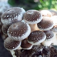 Shii-take蘑菇生长工具包-生产自己的美味真菌在家里
