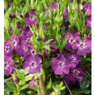 长紫色花的常绿地面植物，覆盖较小的长春花植物