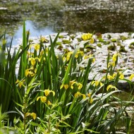 完整的水植物池塘套件-黄色鸢尾