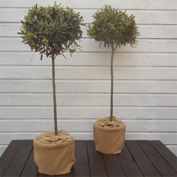 圣诞特惠-一对高品质约80-100厘米的标准橄榄树-欧洲橄榄