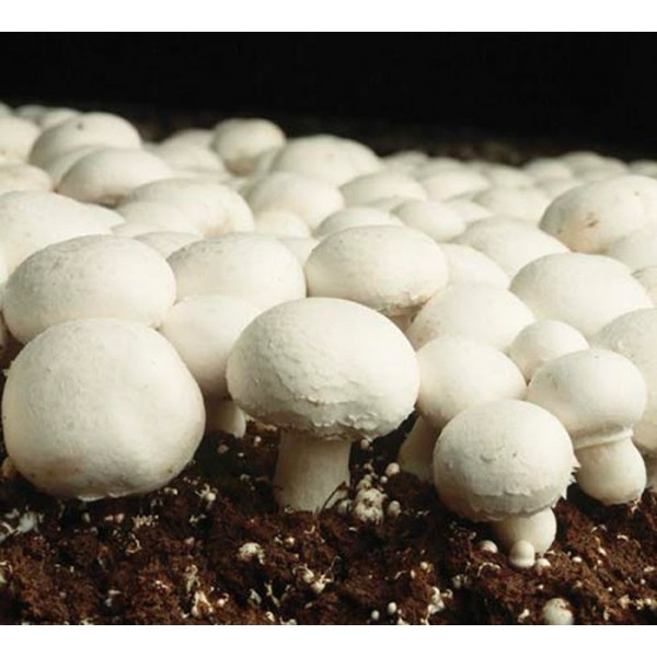 钮扣蘑菇生长工具包-生产自己的美味作物在家里