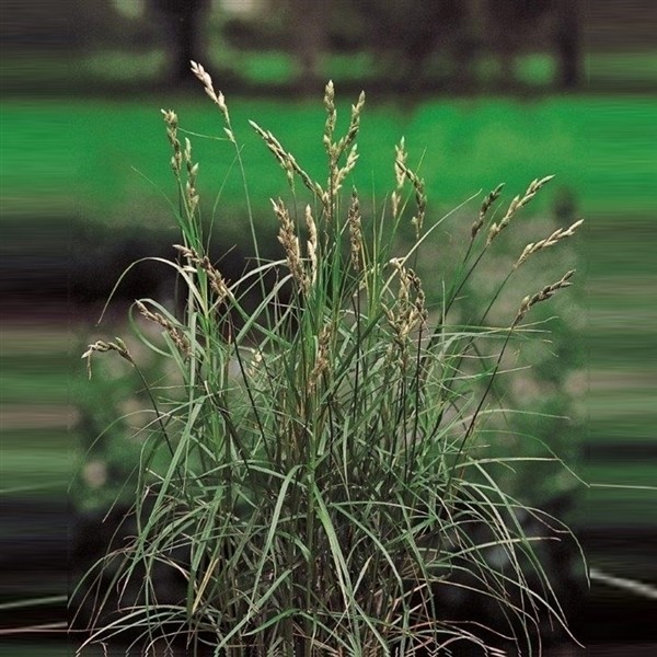 苔属植物muskingumensis