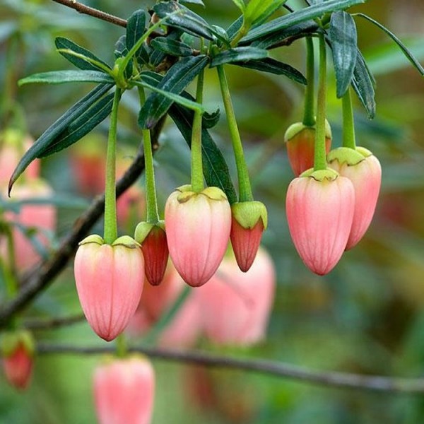 阿达·霍夫曼-智利粉色灯笼树