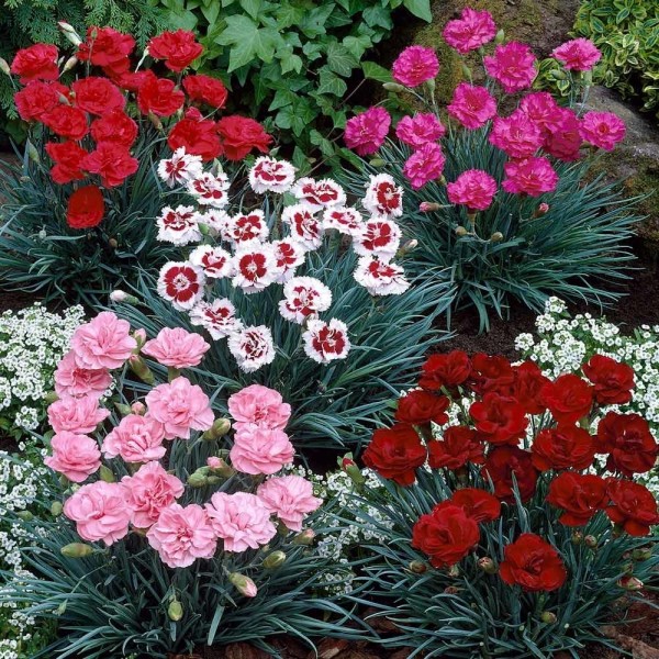 芬芳的小屋花园的粉红石竹花蕾和盛开的集合-包五