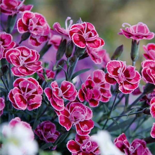 石竹紫色婚礼-芳香的粉红色在萌芽和开花