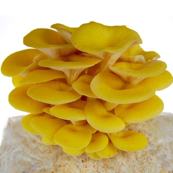 金黄色牡蛎蘑菇生长工具包