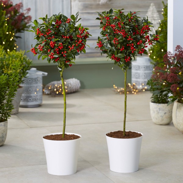 圣诞节交易-一对优质的节日冬青树覆盖在浆果与当代白色种植