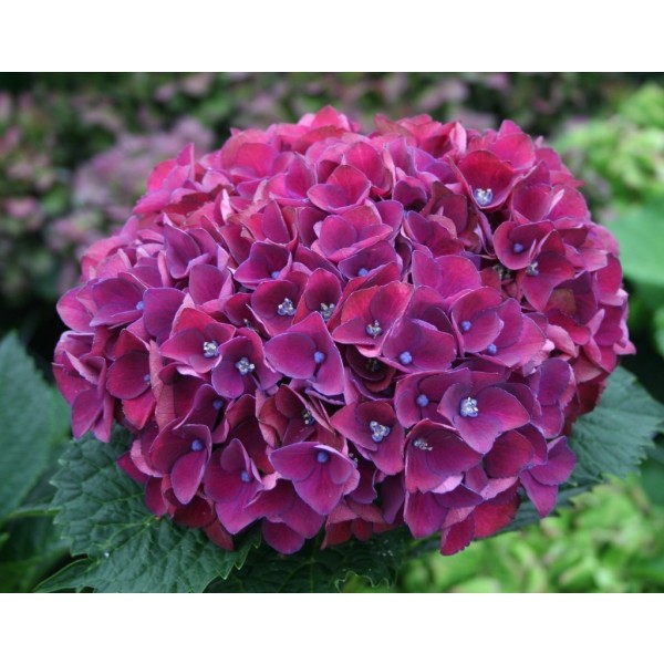 黑色星期五交易-绣球花紫色凯旋-巨型花紫红色拖把绣球花- XXXL植物