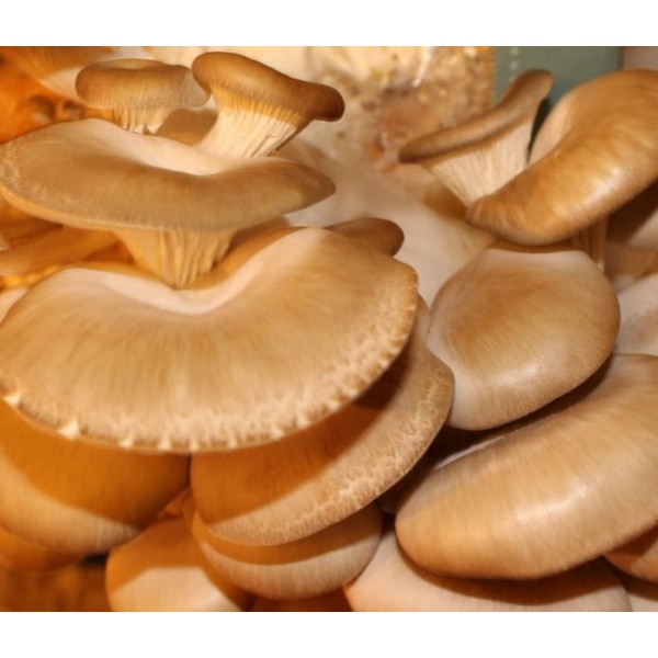 牡蛎蘑菇生长工具包-生产自己的美味真菌在家里