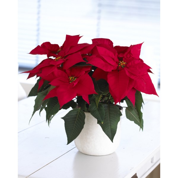 圣诞节交易-红色一品红-必不可少的圣诞植物