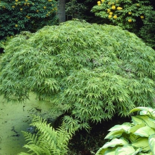 棱掌槭-约60厘米标本
