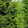 红豆杉-英国红豆杉-高约100-120厘米的大型浓密植物