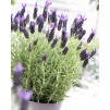 法国薰衣草-薰衣草stoechas Anouk -午夜紫色薰衣草-包的五种植物