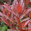 红叶石楠——大型常绿棒棒树——约90-100厘米