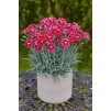 Hardy Dianthus Flutterburst - Delightfully Scented Devon Pink