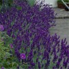 散装包装-薰衣草angustifolia Hidcote -英国薰衣草Hidcote蓝色-包十大植物