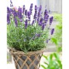散装包装-薰衣草angustifolia Hidcote -英国薰衣草Hidcote蓝色-包十大植物