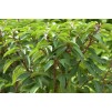 卢西塔尼卡-常绿葡萄牙月桂-十种植物的包