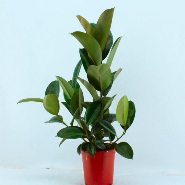 弹性榕-橡胶植物树-室内植物