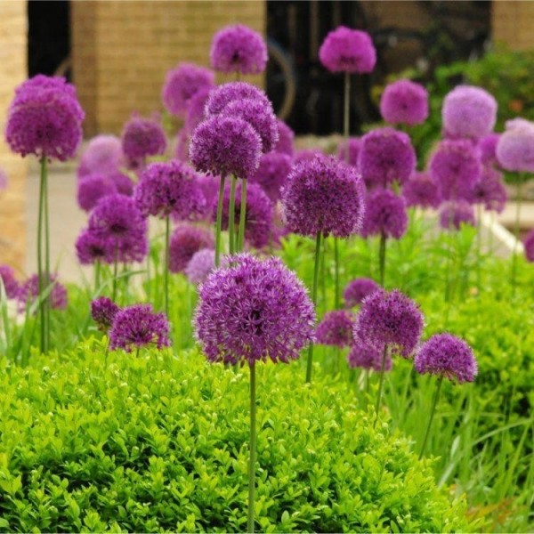 冬季销售——葱属植物hollandicum紫色的感觉——群5灯泡