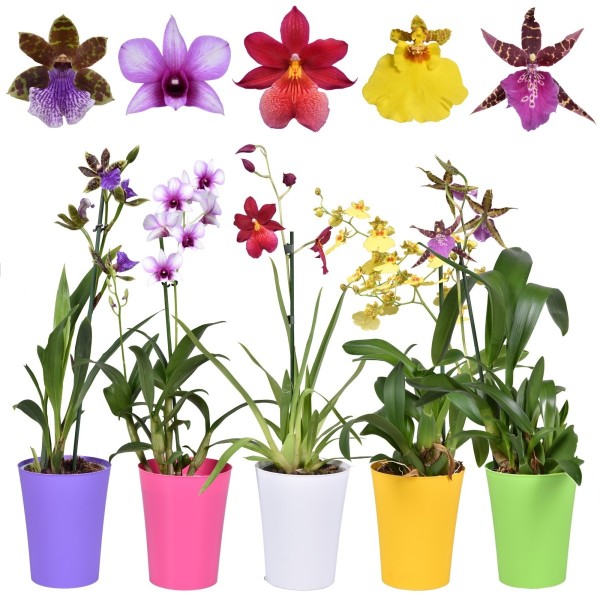 CHRISTMAS DEAL - Lucky Dip Orchid Plant in Bud and Bloom