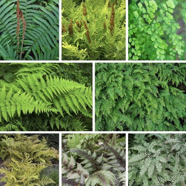 蕨类植物收藏-五种不同种类的神奇蕨类植物