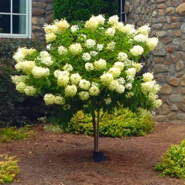 绣球花- 150-180厘米的标准树