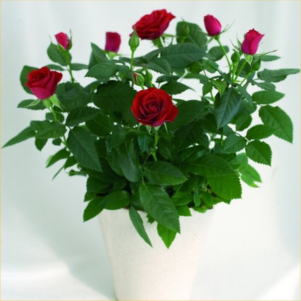 美丽的室内盆栽玫瑰在各种颜色的白色花盆