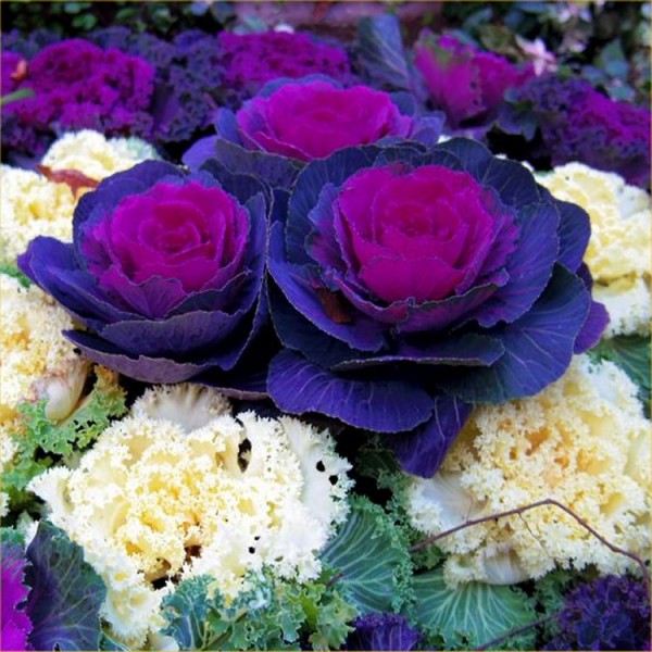 观赏芸苔属卷心菜-紫色