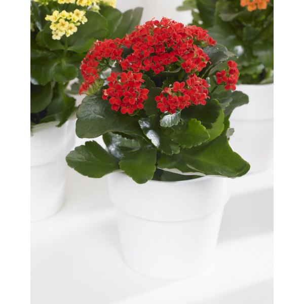 CHRISMTAS DEAL - Red Kalanchoe Flaming Katy Plant in Bud & Bursting in to Bloom in White Pot