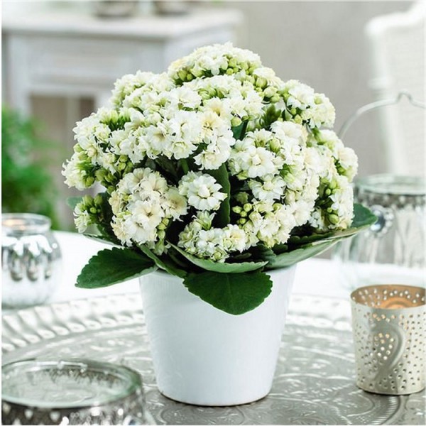 CHRISTMAS DEAL - Snowy White Kalanchoe Flaming Katy Plant in Bud & Bursting in to Bloom in White Pot