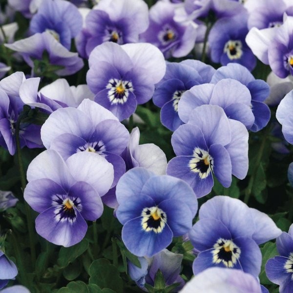 紫玛丽娜蓝-包六植物