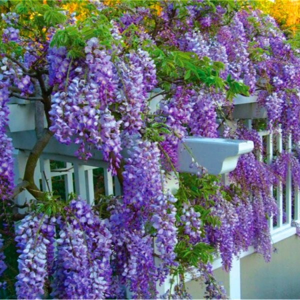冬季销售-紫藤紫水晶瀑布-蓝色-大型标本植物5-6英尺