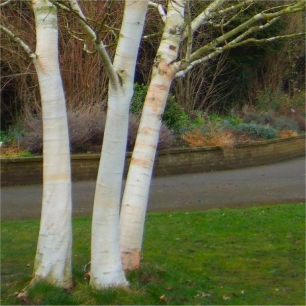 桦木属utilis jacquemontii -西喜马拉雅桦树大160 - 170 cm标本