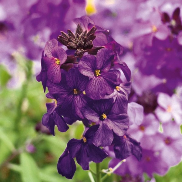 紫丁香-多年生壁花